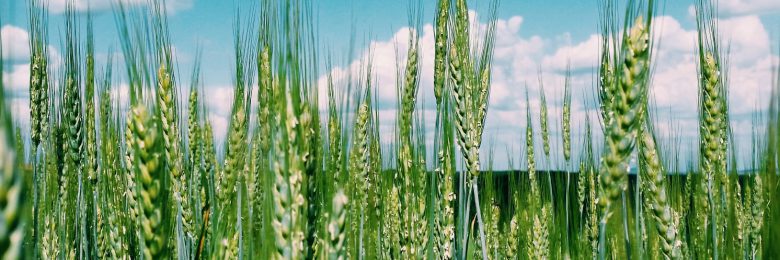 nature-field-cloud-cloud-sky-sky-sky-blue-summer-green-green-green-crop-crop-wheat-wheat-plants_t20_L1rYZ7 agrochemlicals